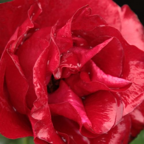 Online rózsa webáruház - virágágyi floribunda rózsa - vörös - Rosa Inge Kläger - nem illatos rózsa - Márk Gergely - Virágzás kezdete június első fele és őszig majdnem folyamatosan virágzik. Betegségekkel szemben toleráns, szárazságtűrő, fagyálló. Ágyrózsa